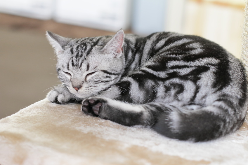 ソファでくつろぐ猫