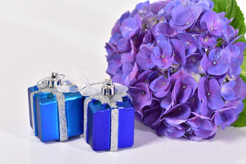 紫陽花の花とプレゼントボックス