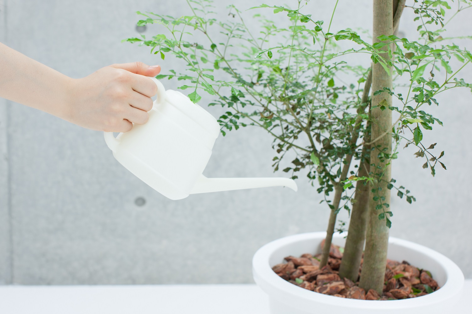 植樹式